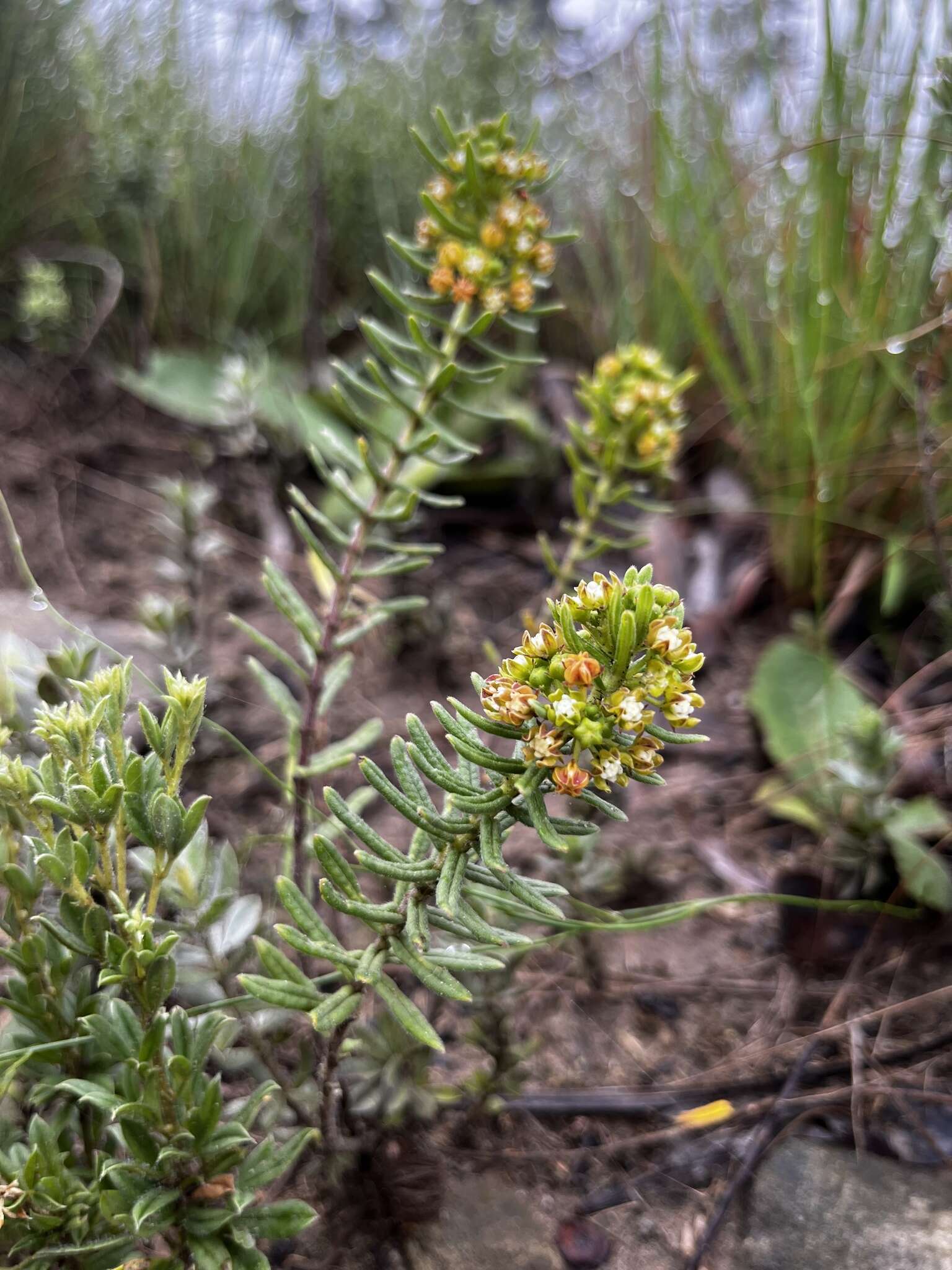 Schizoglossum bidens E. Mey.的圖片