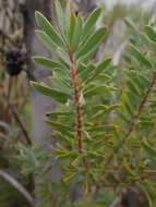 Image of Leucadendron rourkei I. J. M. Williams