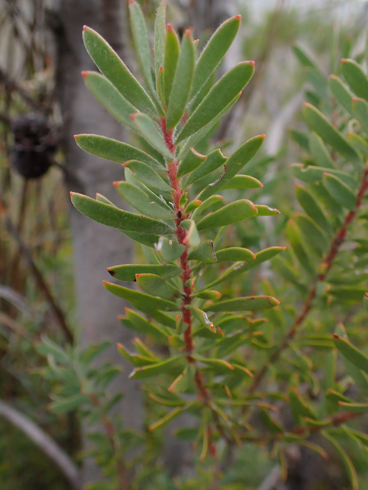 Image of Leucadendron rourkei I. J. M. Williams