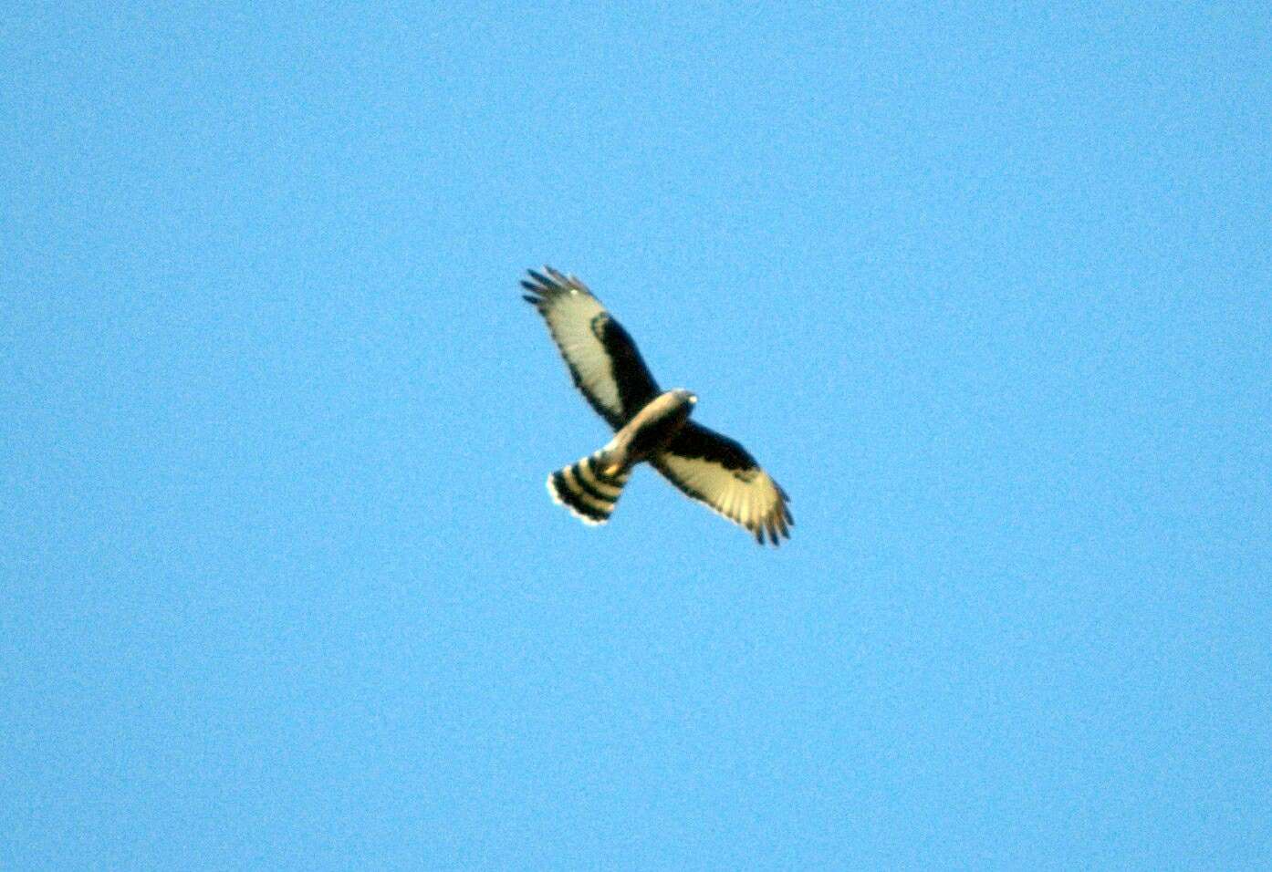 Image of Black Harrier