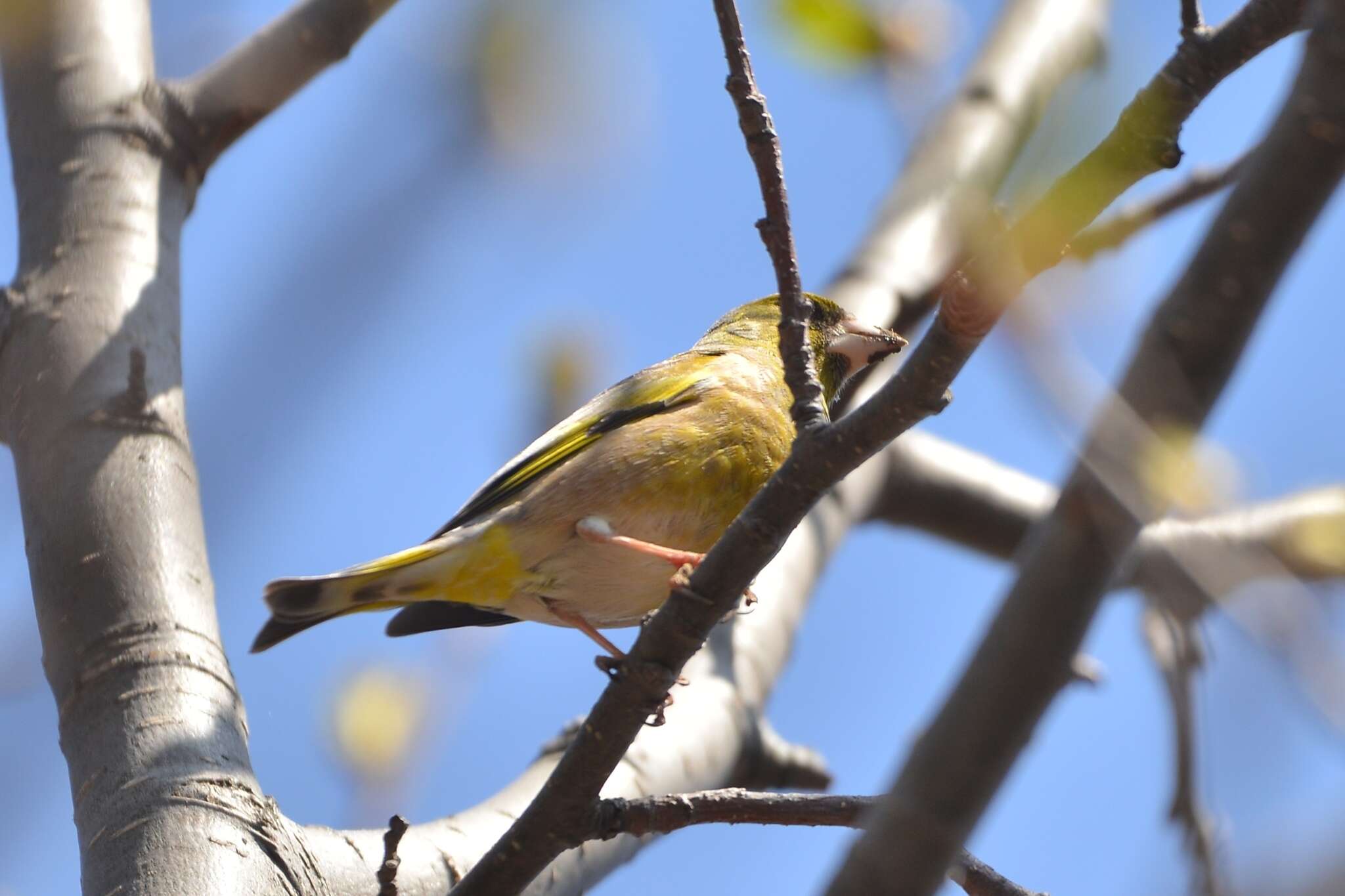 Image of Chloris sinica kawarahiba (Temminck 1836)