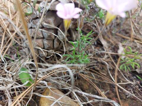 Image de Oxalis falcatula Salter