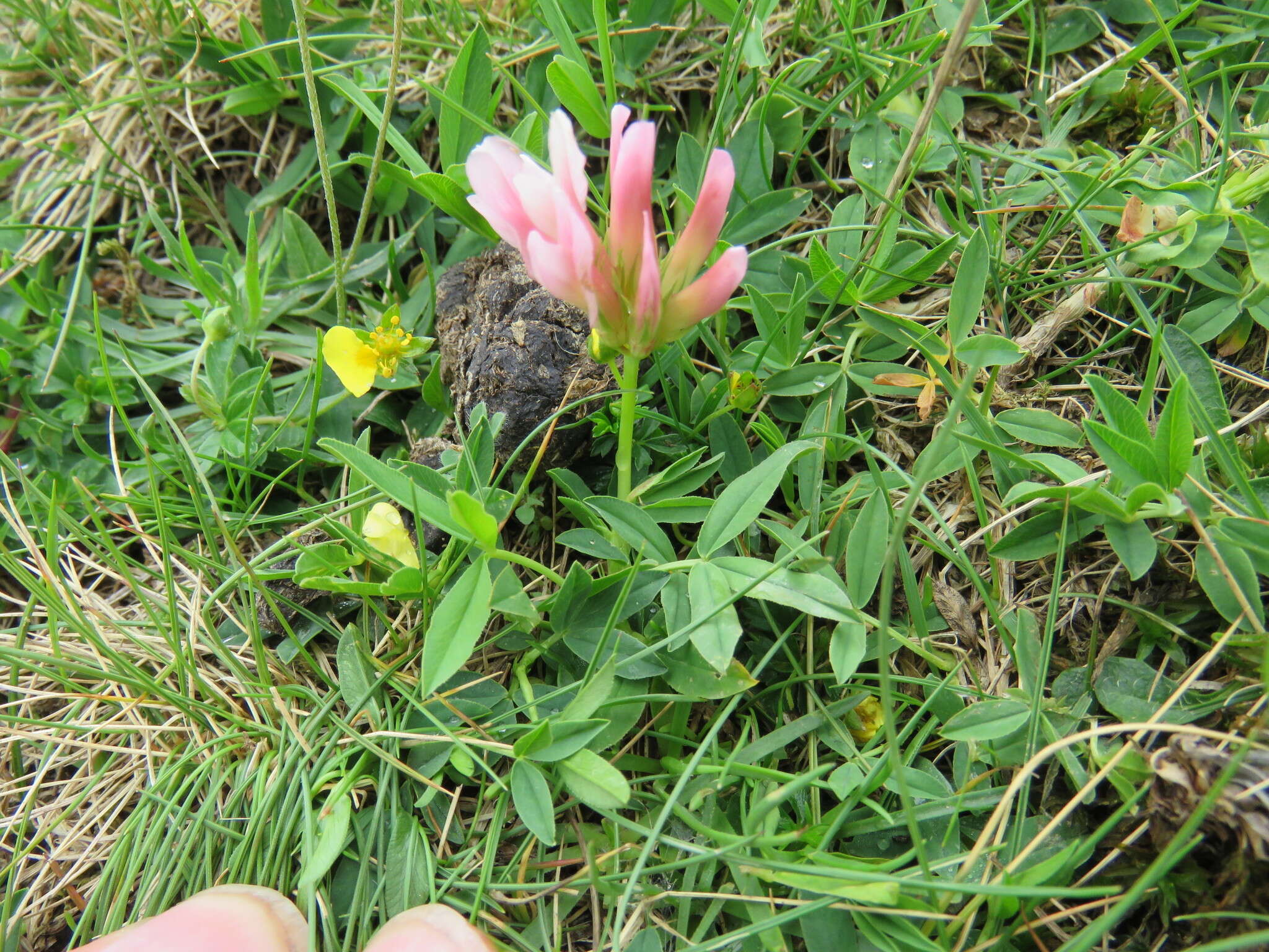 Image of alpine clover