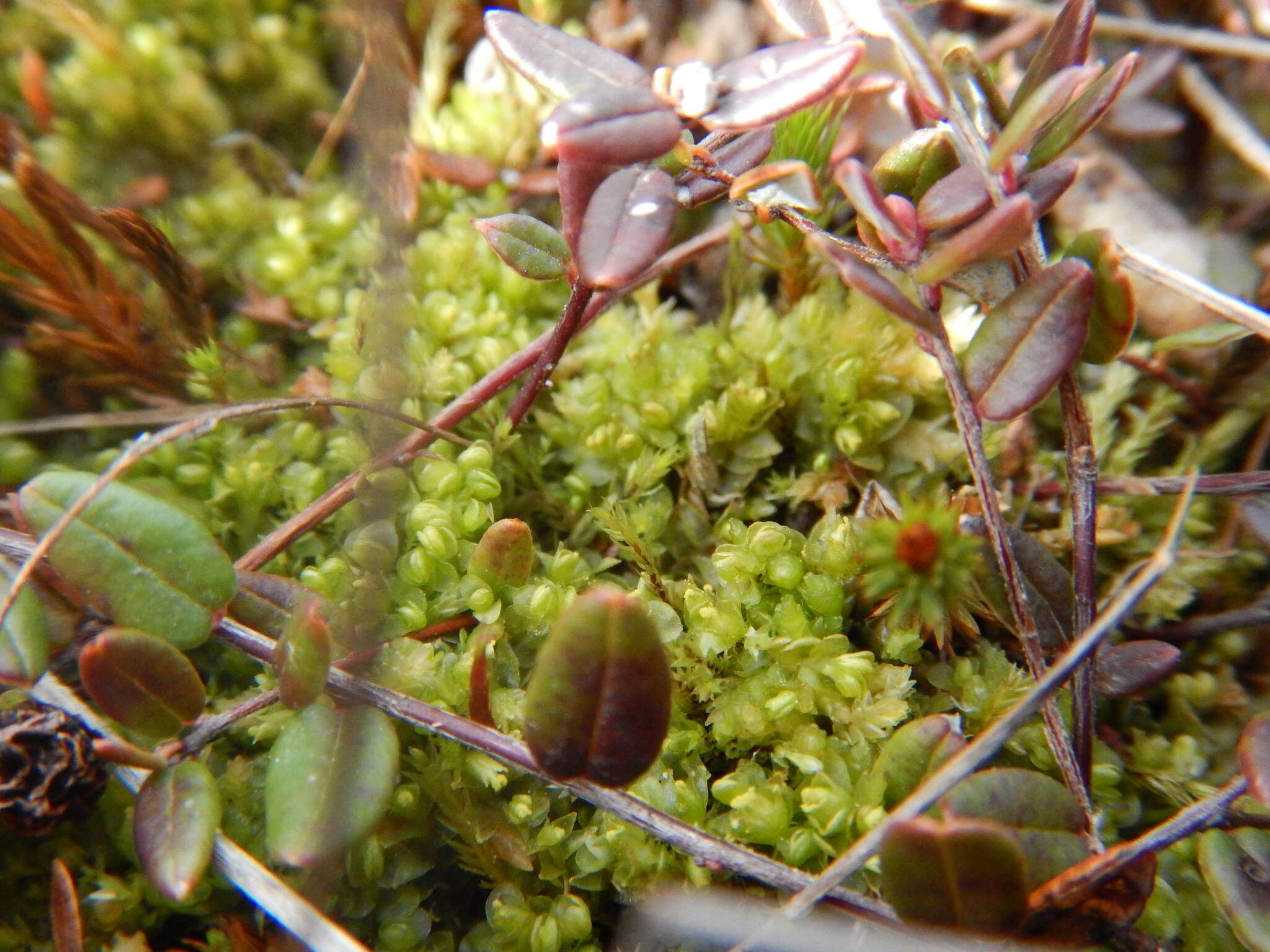 Image of Mylia anomala (Hook.) Gray