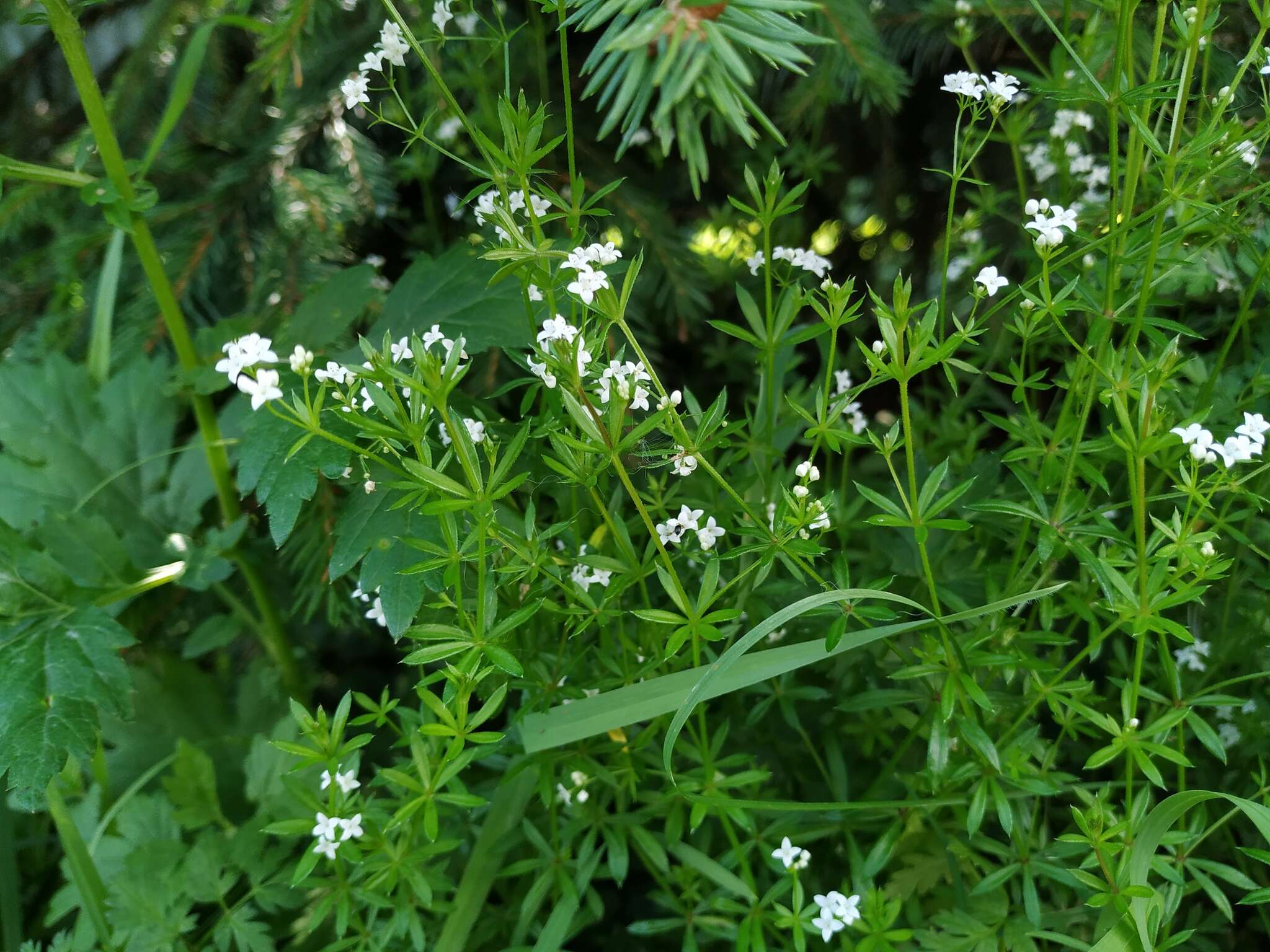 Image of Galium rivale (Sm.) Griseb.