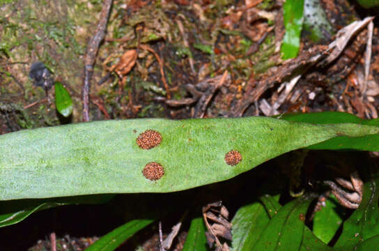 Plancia ëd Loxogramme dictyopteris (Mett.) Copel.