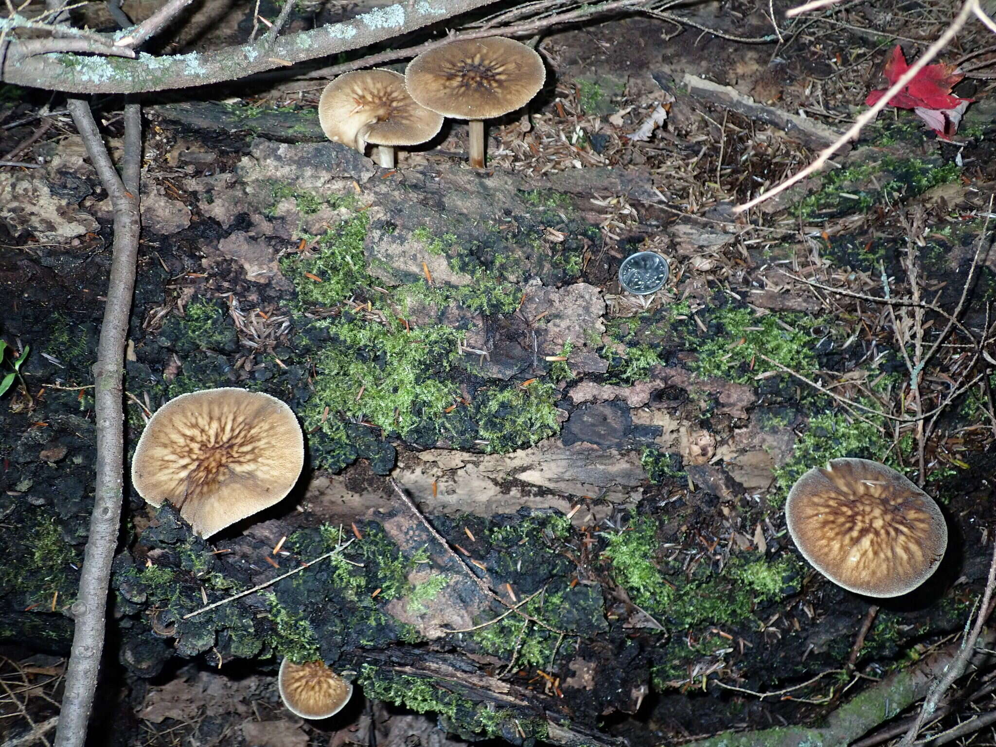 Image of Pluteus granularis Peck 1885