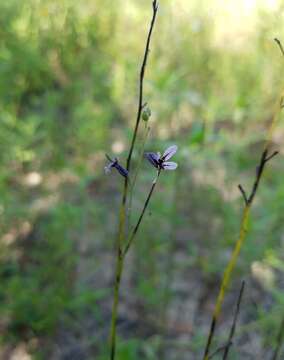 صورة Streptanthus hyacinthoides Hook.