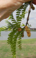 Image of Gleditsia triacanthos f. inermis (L.) C. K. Schneid.