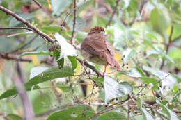 Image of Charlotte's Bulbul