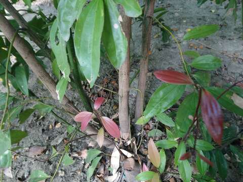 Imagem de Cinnamomum burmannii (Nees & T. Nees) Bl.