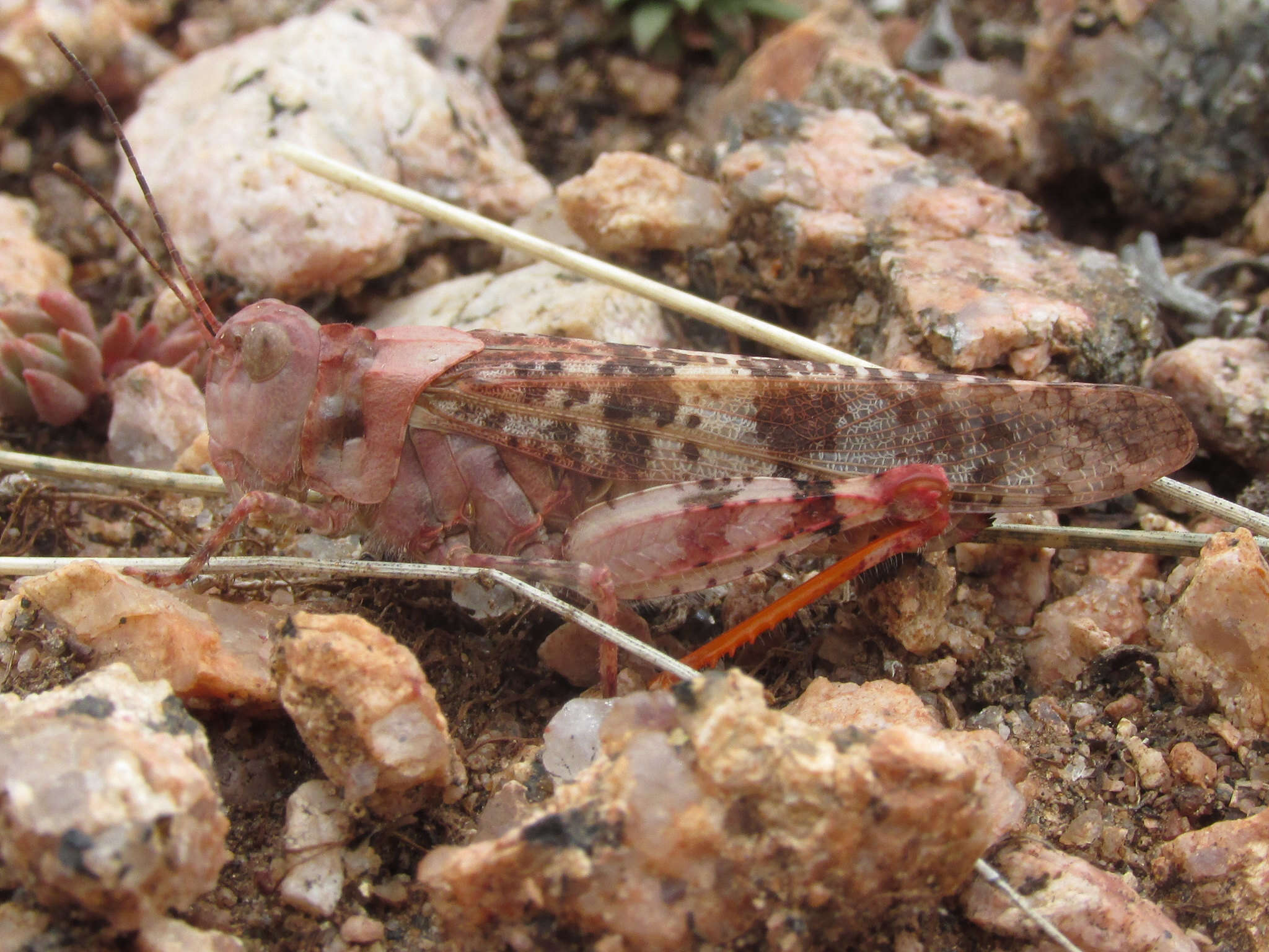 Image of Campestral grasshopper