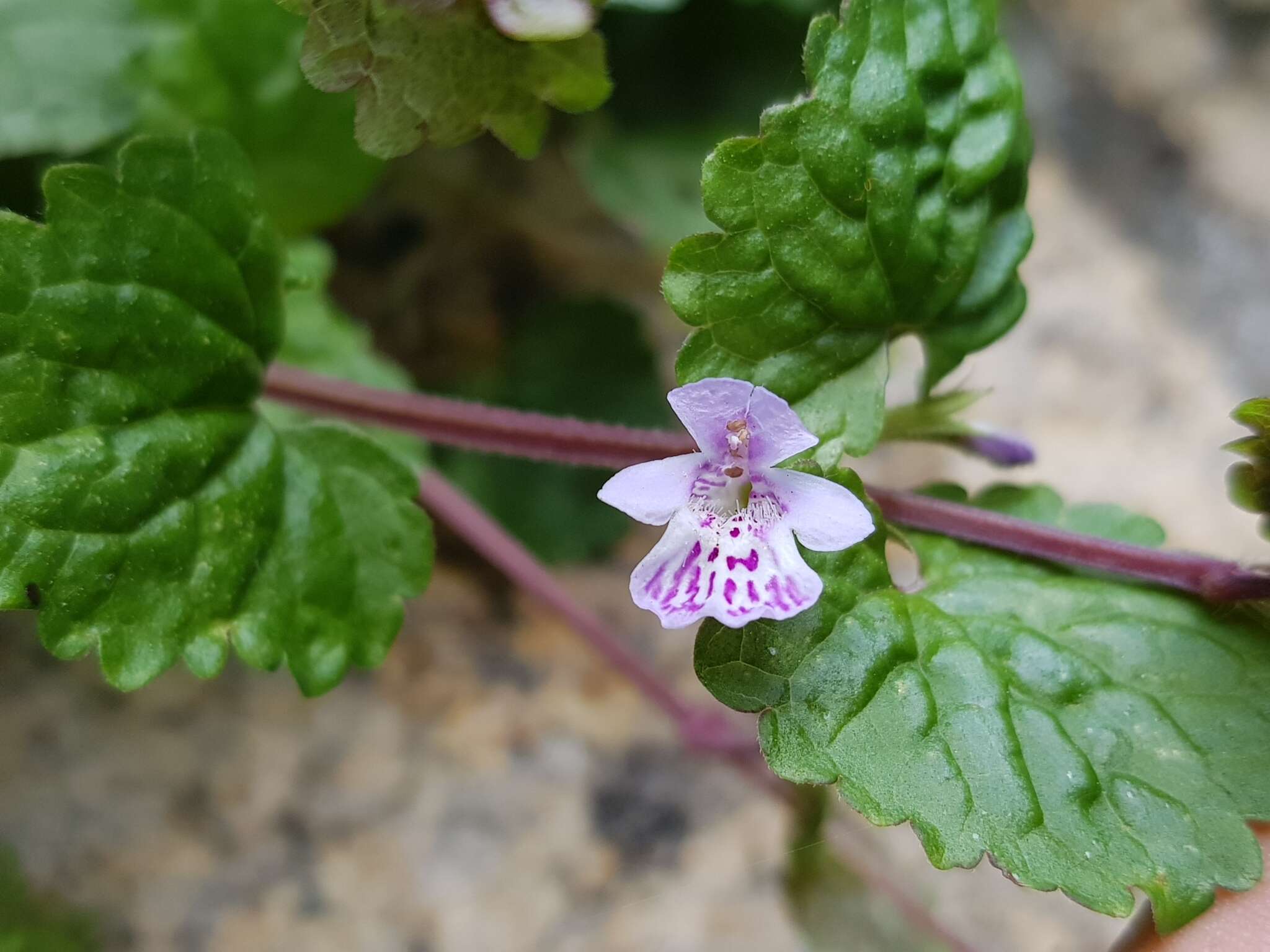 Image of Glechoma grandis (A. Gray) Kuprian.