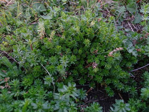 Image of Galium album subsp. pycnotrichum (Heinr. Braun) Krendl