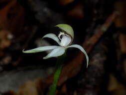 Image of Slender forest orchid