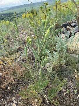 Image of Ferula tatarica Fischer ex Sprengel