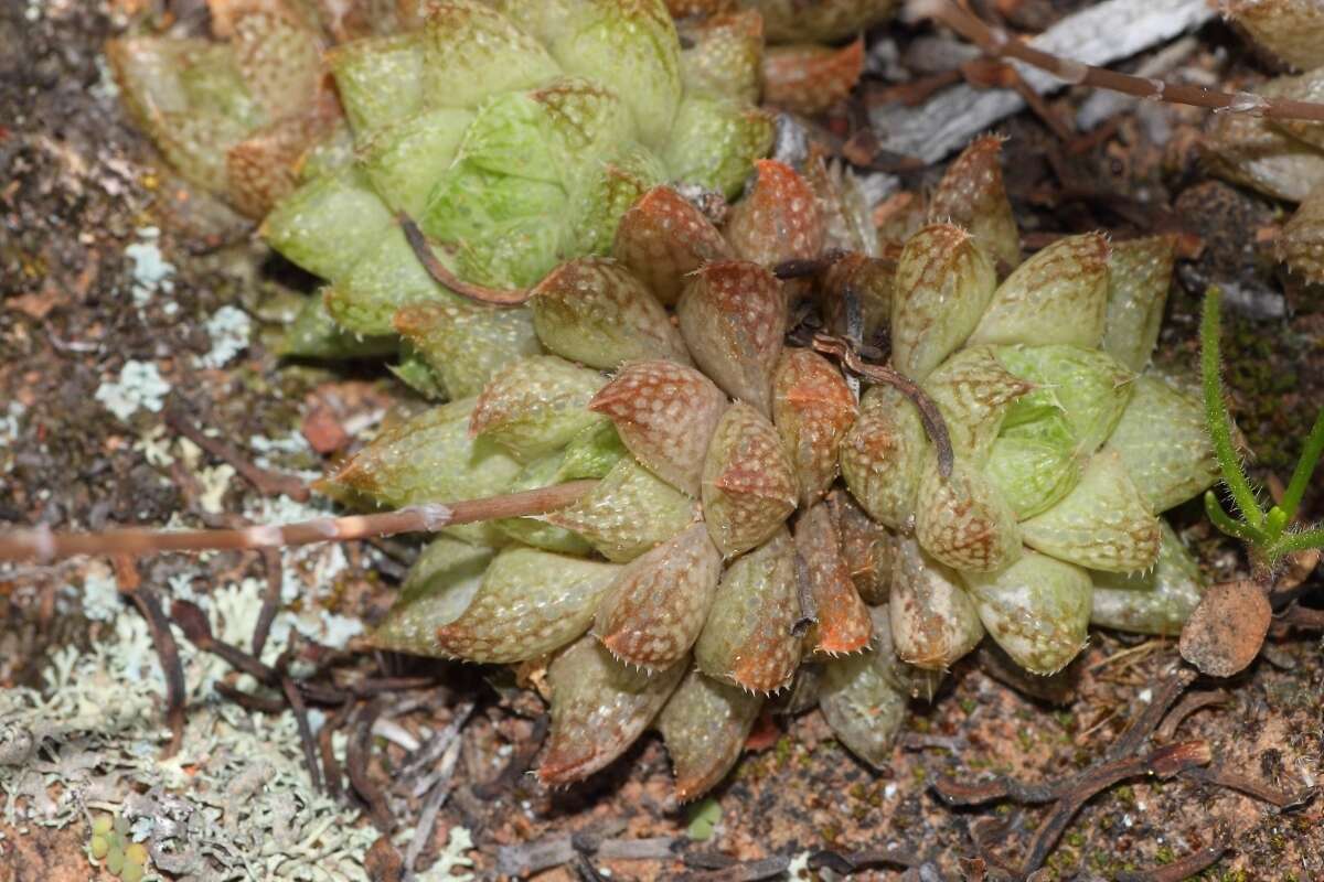 Слика од Haworthia reticulata (Haw.) Haw.