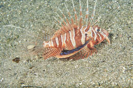 Image of Parapterois