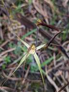 Image of Fawn spider orchid