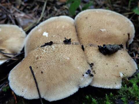 Image de Lentinus substrictus (Bolton) Zmitr. & Kovalenko 2016