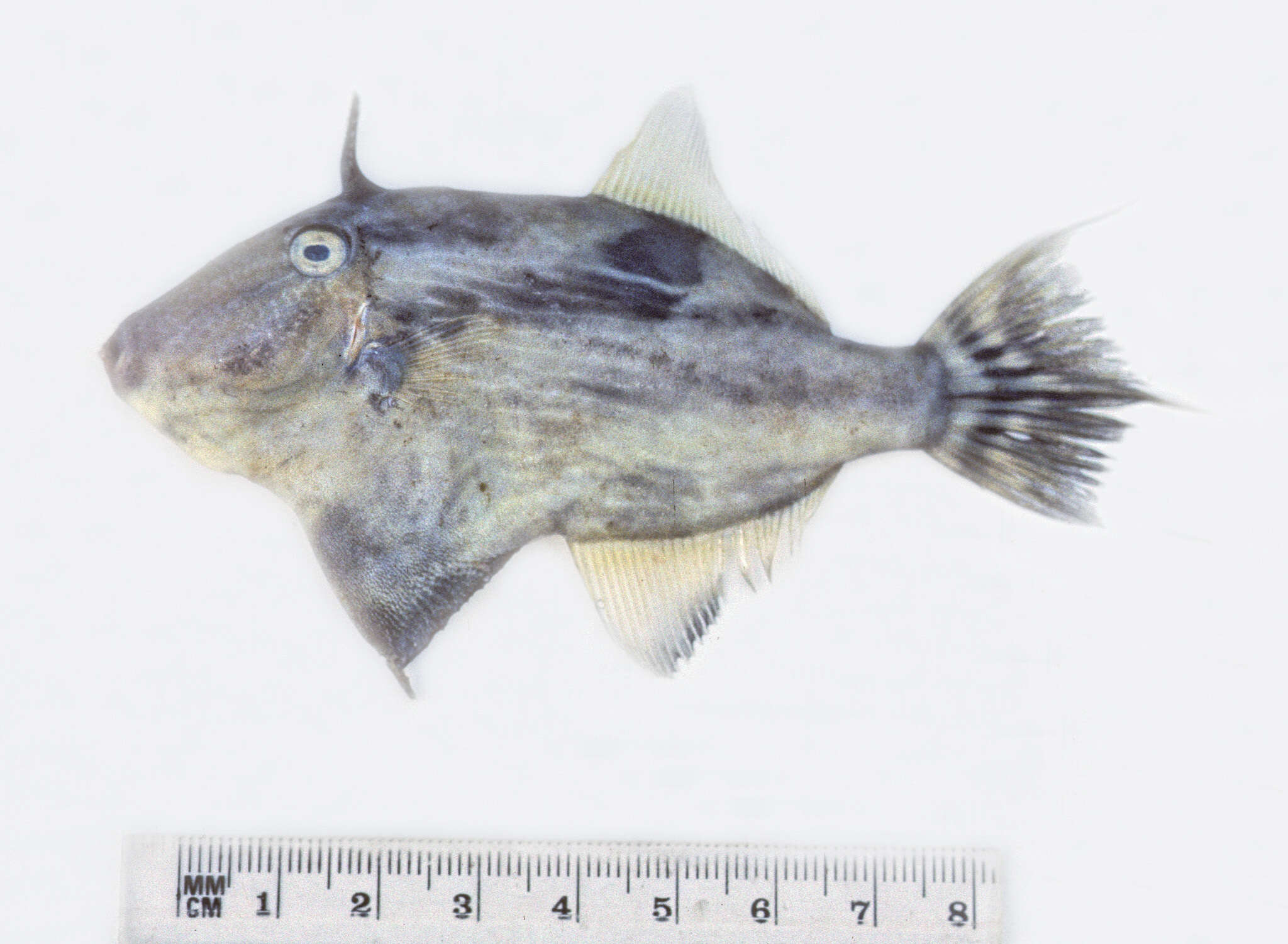 Image of Dusky leatherjacket