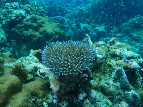 Image of Staghorn coral