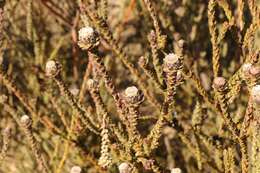 Image of Leucadendron concavum I. Williams