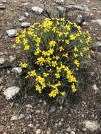 Image of Cooper's paper daisy