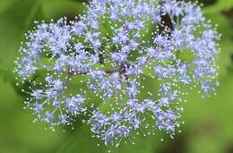 Image of Hydrangea hirta (Thunb.) Siebold