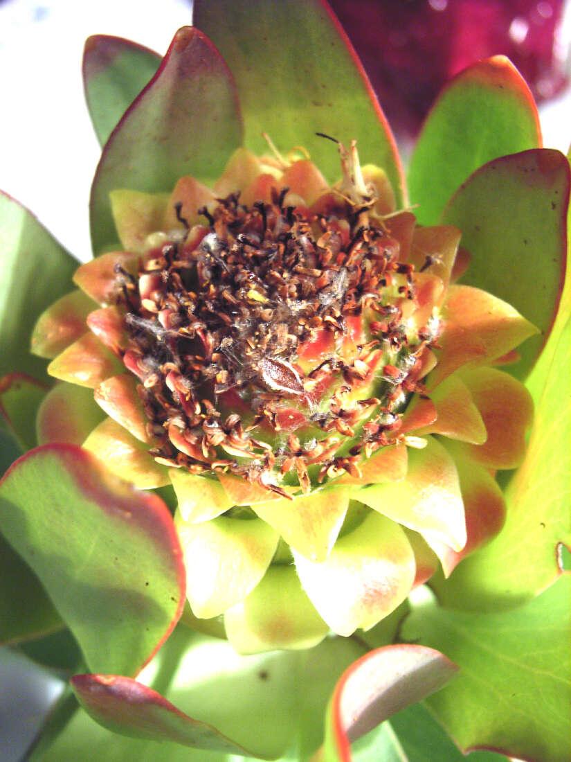 Image of Leucadendron pubibracteolatum I. J. M. Williams