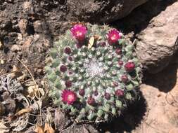 Image of Mammillaria sonorensis R. T. Craig