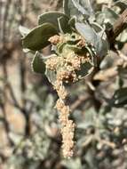 Image de Atriplex nummularia subsp. nummularia