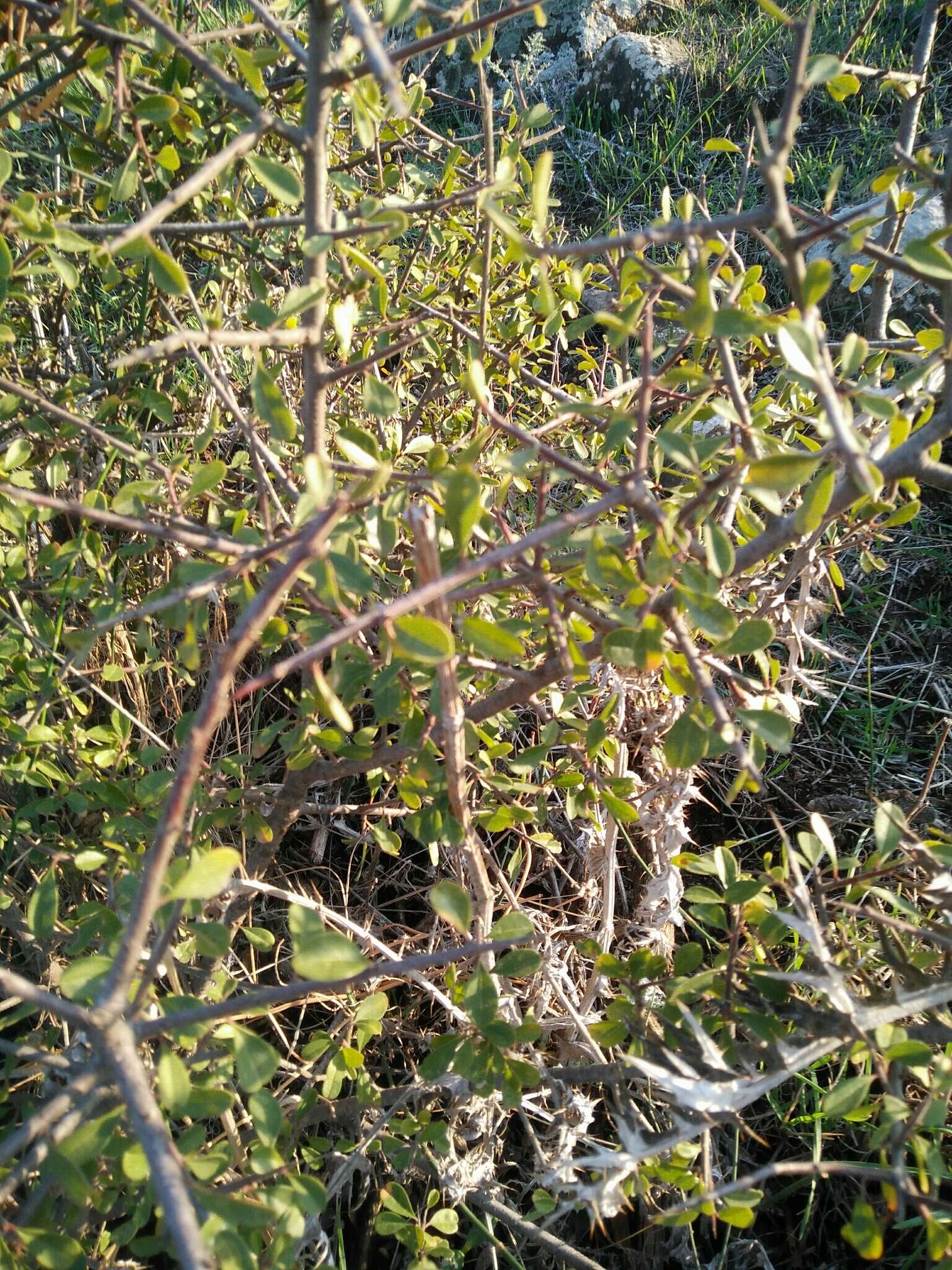 Image of European buckthorn