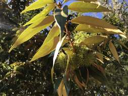 Image of giant chinquapin