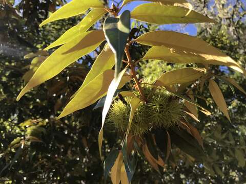 Image de Chrysolepis chrysophylla var. chrysophylla