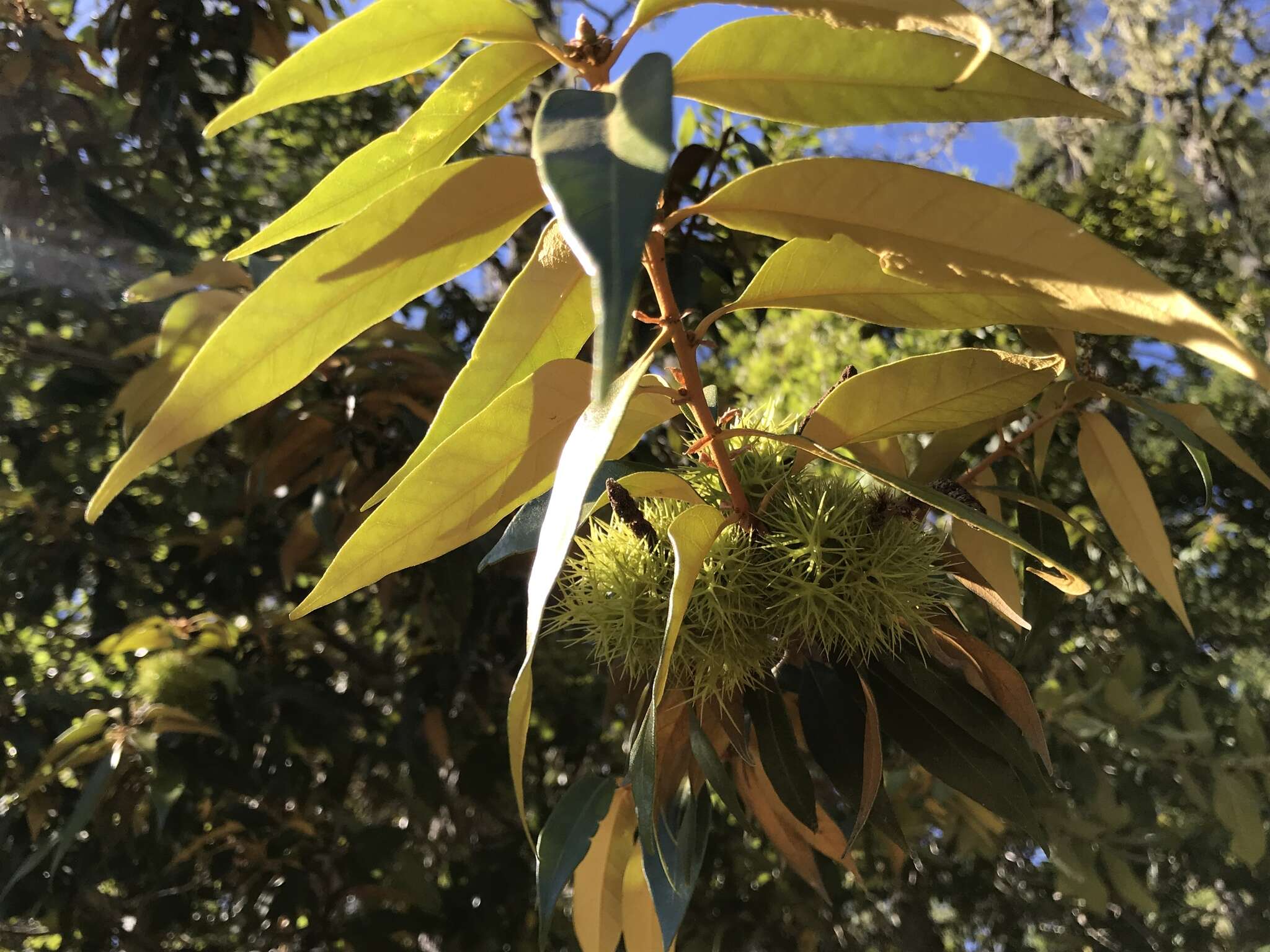 Image of giant chinquapin