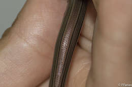 Image of Yacupoi Worm Lizard