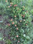 Image of Leucospermum gerrardii Stapf