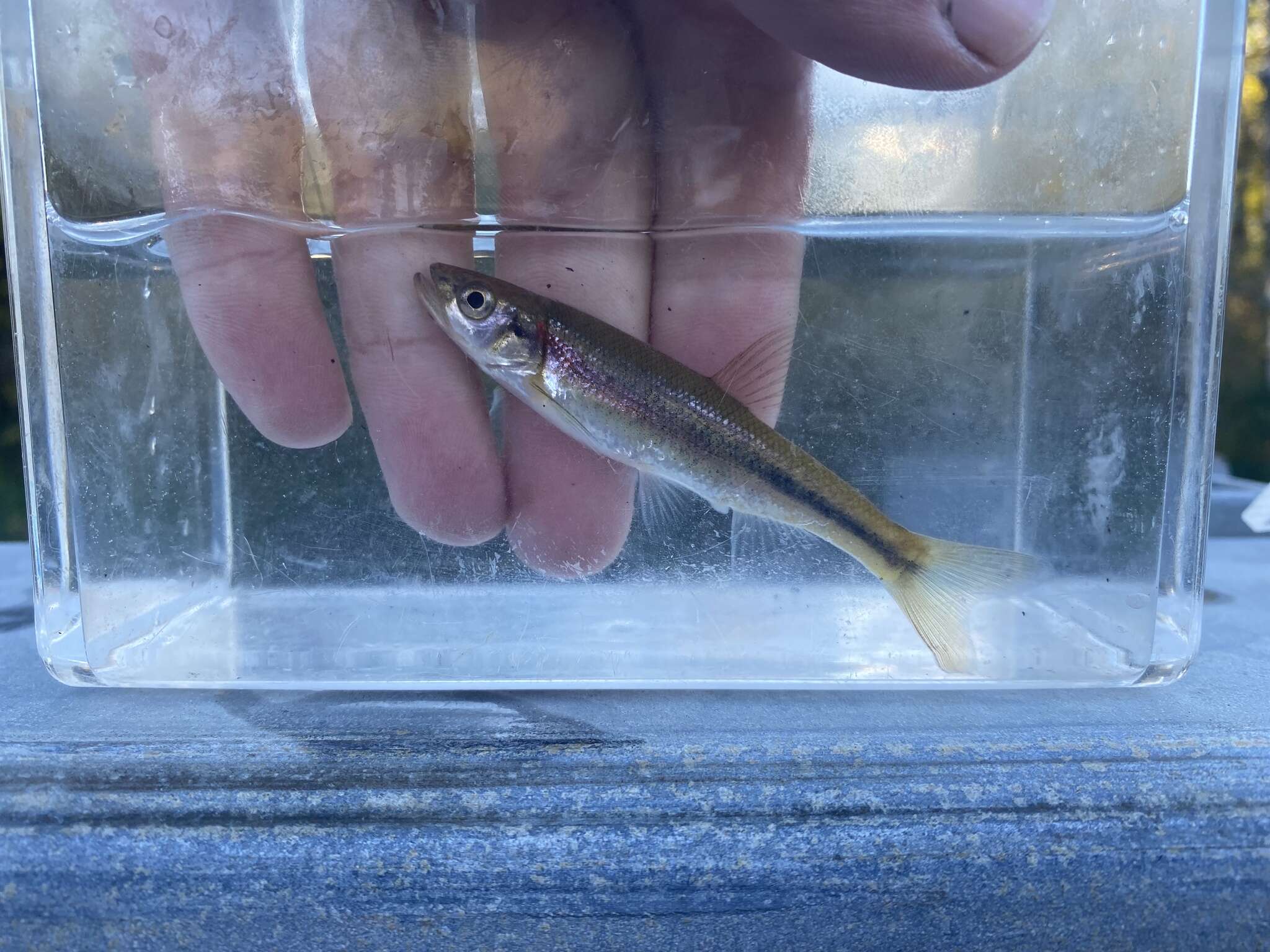 Image of Redside Dace