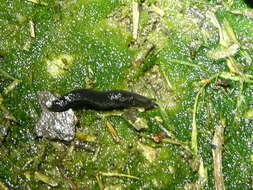 Image of Ferussac’s orange soled slug