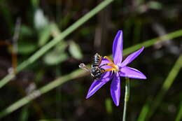 Image of fallflowering pleatleaf