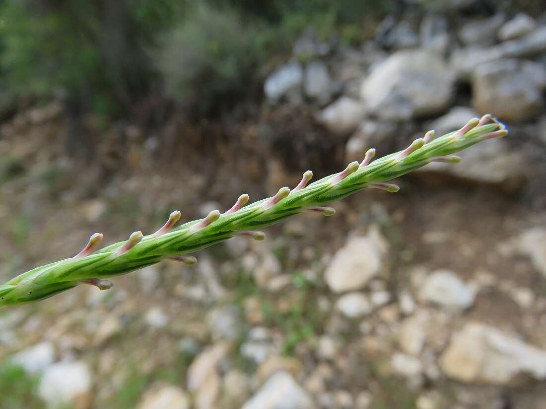 Image of Crucianella latifolia L.