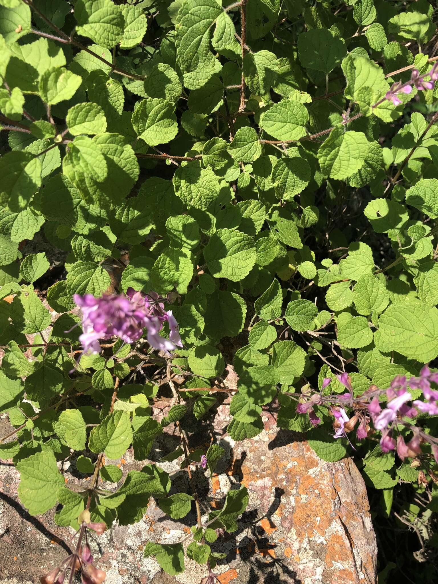 Image de Ocimum labiatum (N. E. Br.) A. J. Paton