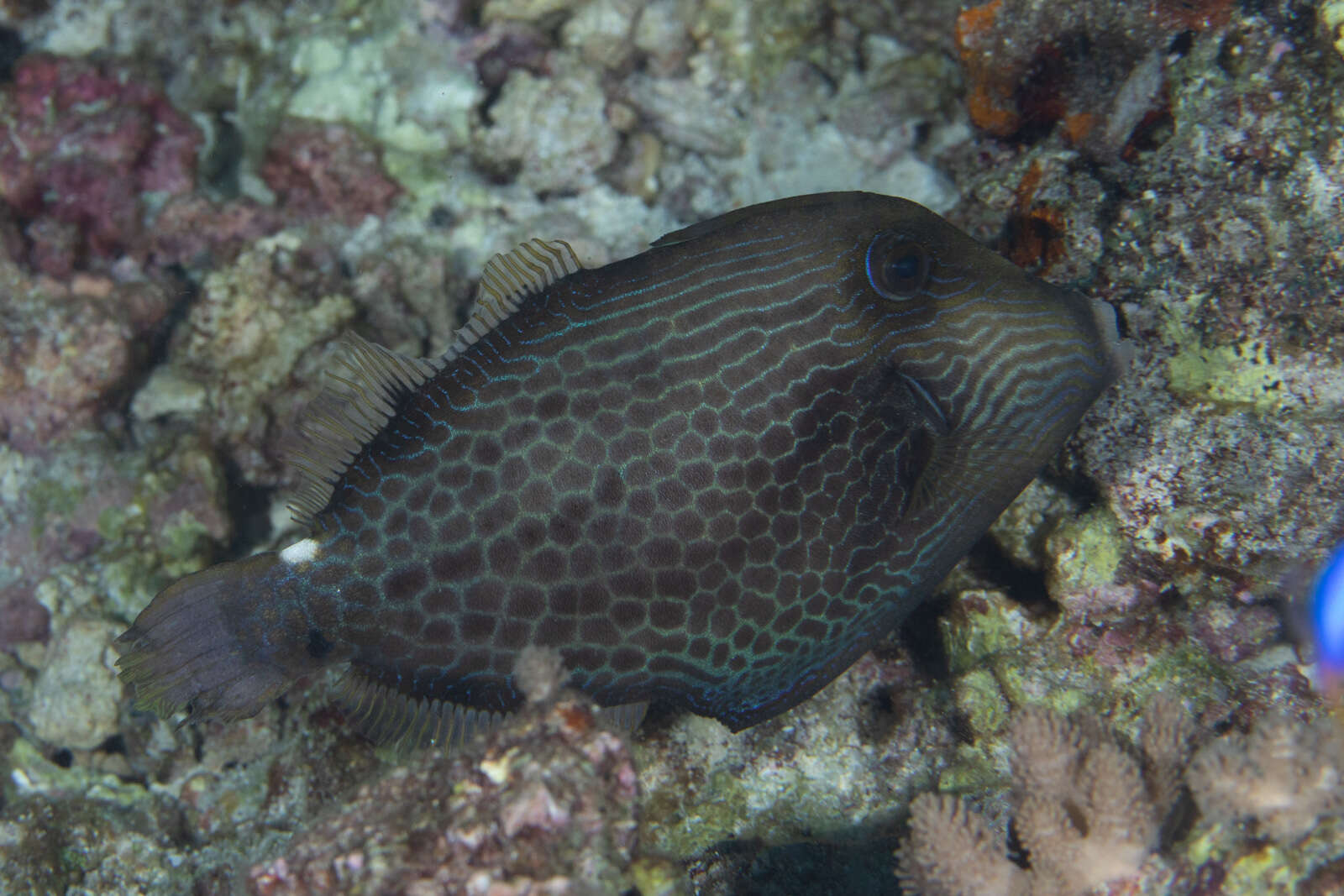 Image of Honeycomb Filefish