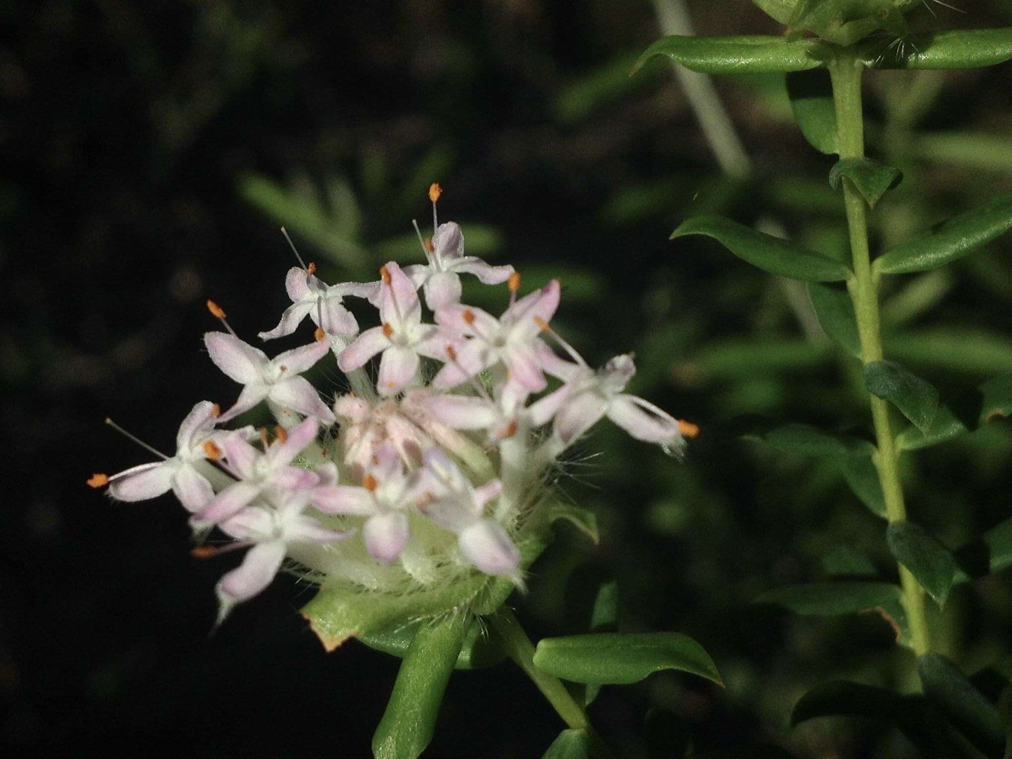 Image of Pimelea hispida R. Br.