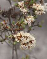 Verticordia vicinella A. S. George resmi