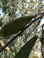 Plancia ëd Acacia crassicarpa A. Cunn. ex Benth.