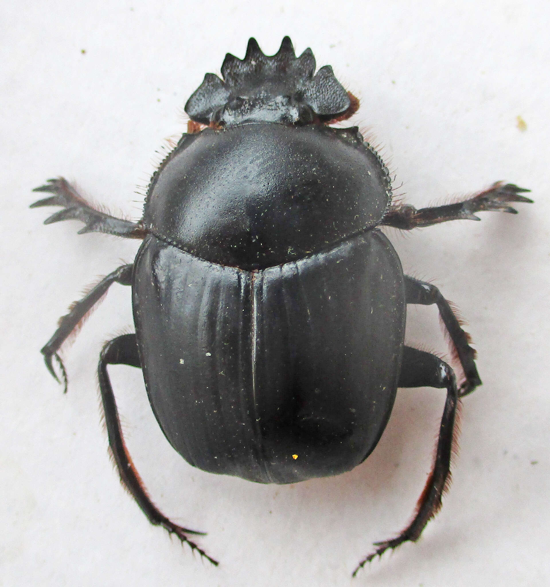 Image of Escarabaeus remii Davis & Deschodt 2016