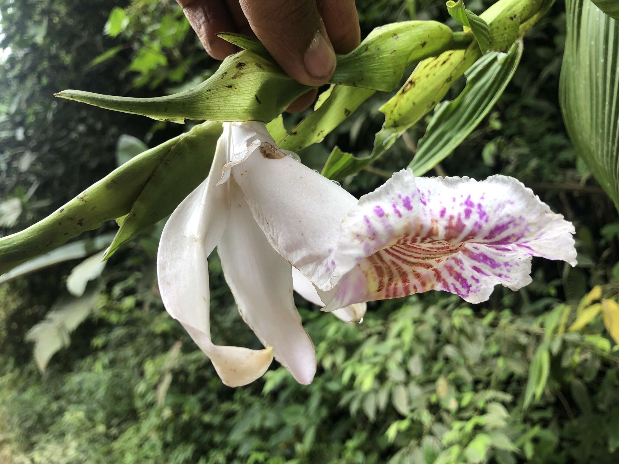 Image of Sobralia pulcherrima Garay