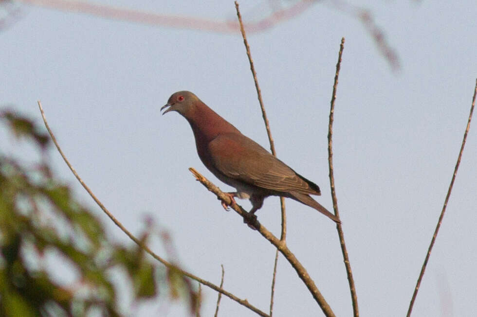 صورة Patagioenas cayennensis (Bonnaterre 1792)